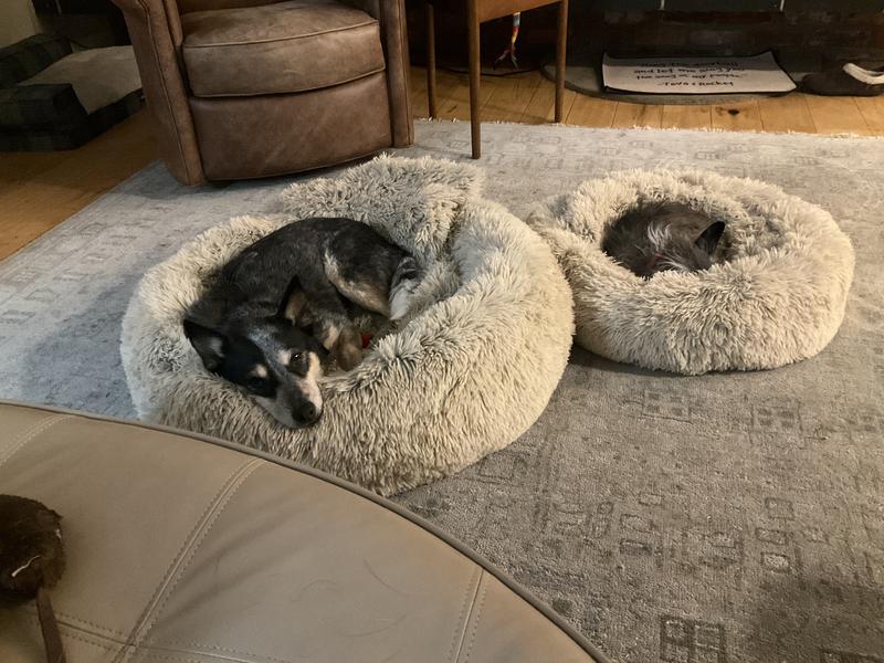 A rare instance of being in their correct beds