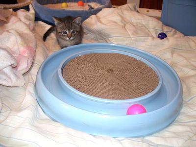 Ricky loved his Turbo Scratcher Toy even as 7 week old kitten.