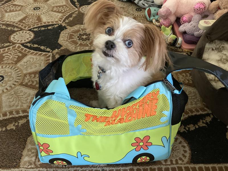 Royal is ready to travel in his Mystery Machine