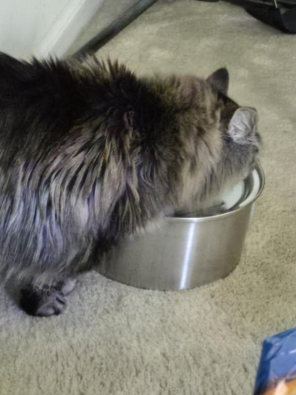 This is frenchy...he was the first one in...he never went back to the old bowl. He loved the flowing water.