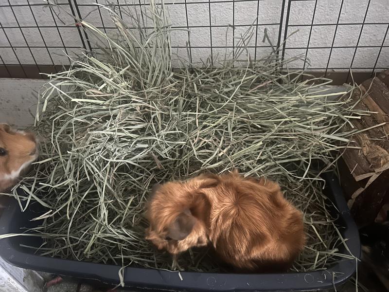 They like to nestle in it when the bin is full.