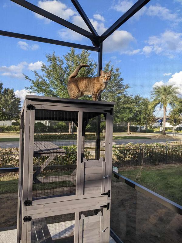 Cassiopeia on top of the catio