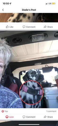 No identifying info on Road ID collar