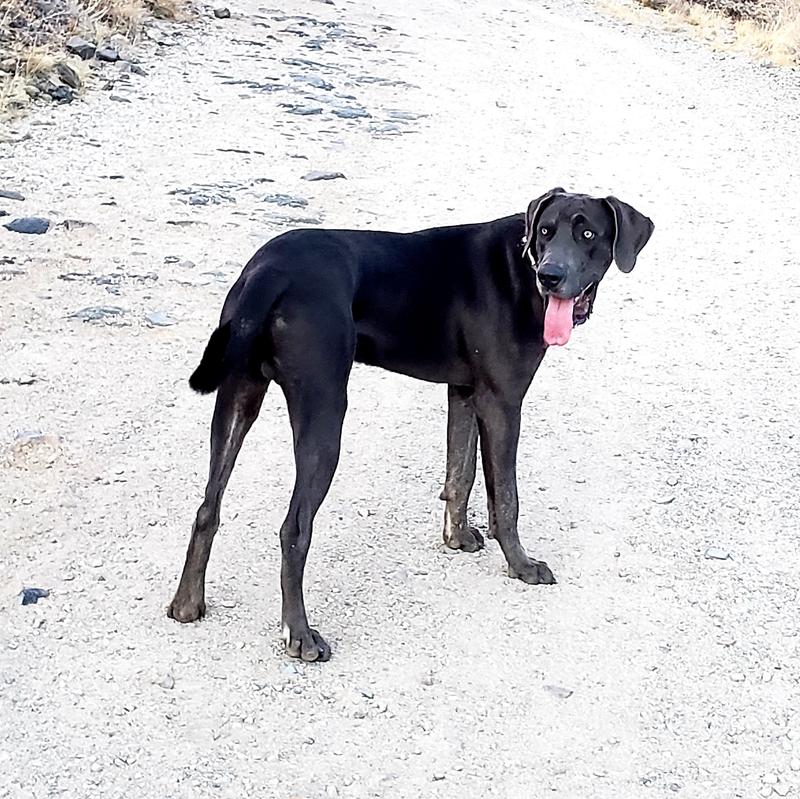 'Blue' a Daniff, half dane and half mastiff