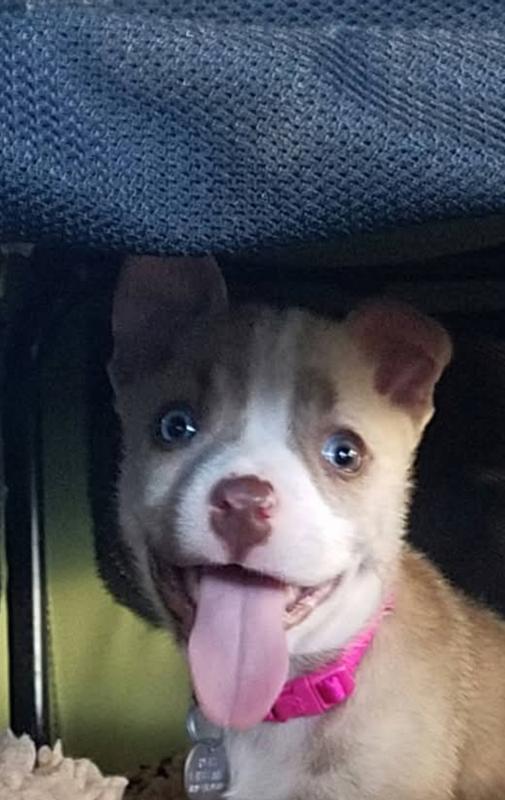 Gracie at 10 weeks old...