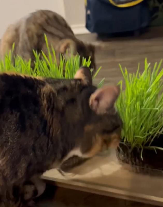 SmartyKat Sweet Greens Cat Grass Kit - Pet-Topia