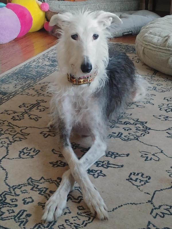 Thank you, Chewy ♥