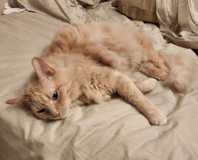 Fortiflora for cats chewy best sale