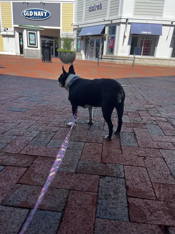 Tsali waiting outside the LL Bean Outlet in Freeport Maine