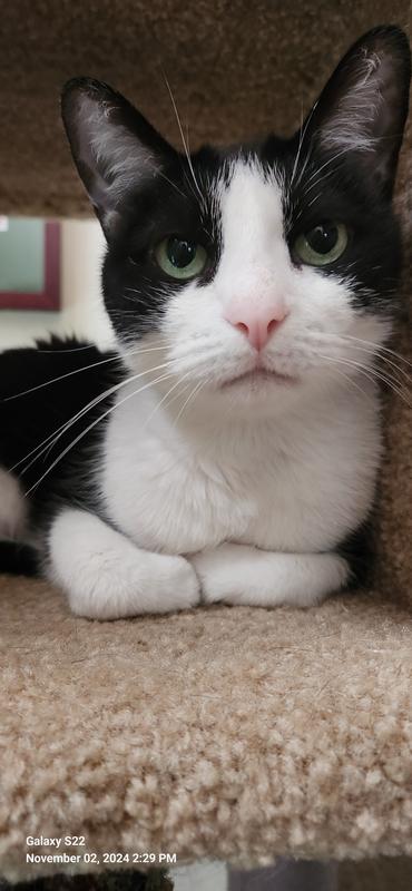 Loves food, skinny girl, with kidney disease.