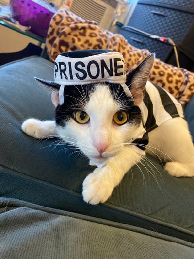 Discontinued - FRISCO Prisoner Dog & Cat Costume, X-Large - Chewy.com