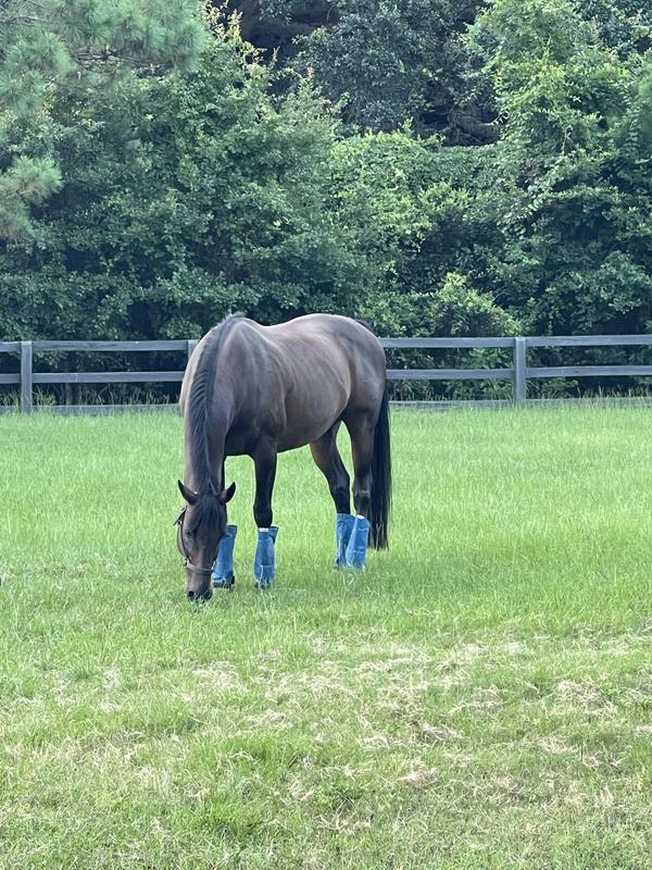 SHOOFLY LEGGINS Horse Fly Boots, 4 count, Blue, Mini