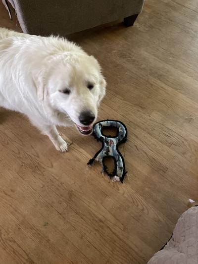 Gabby the Super Chewer strikes again!