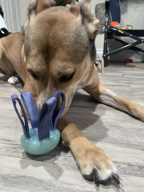 BARK Jelly Fetch & Rope Tough Dog Tug Toy, Purple, Medium - Chewy.com