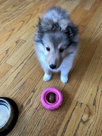 See Ziggy inside tire.