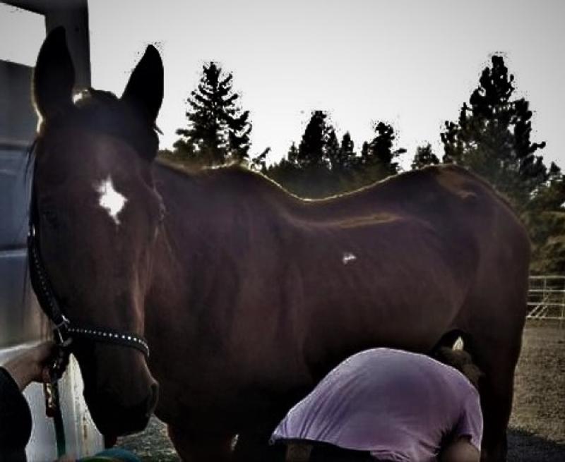 HYGAIN Zero UltraLow Starch & Cereal GrainFree Fully Fortified Horse