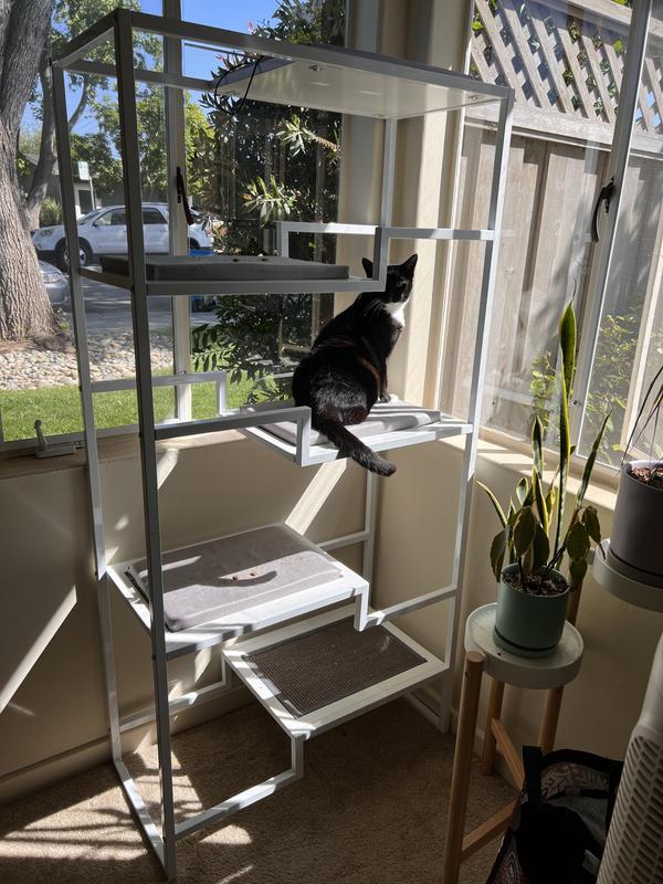 the first cat of 3 to test it out