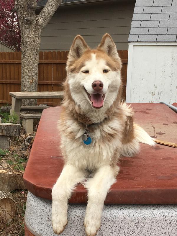 Ask Shasta she likes it.