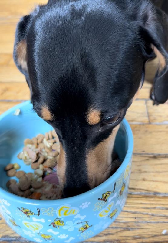Devouring his plate!