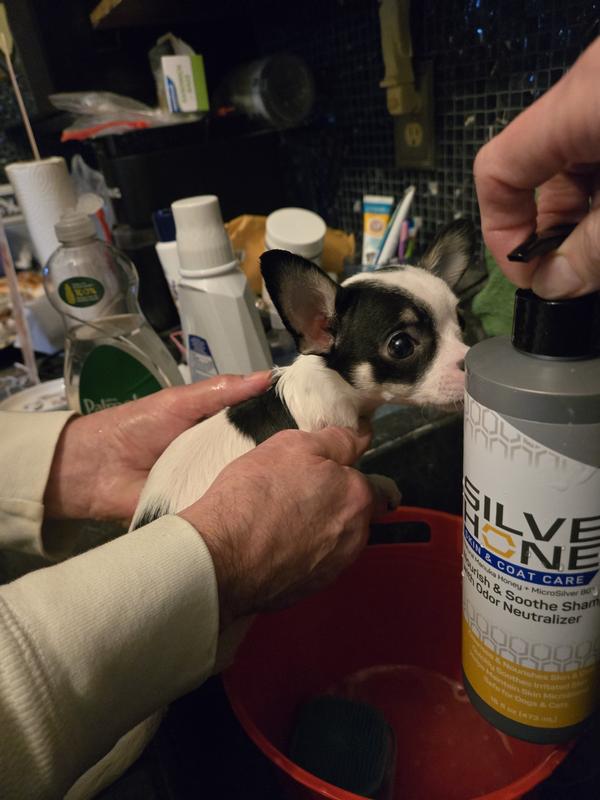 Shampooed n conditioned at my home spa!