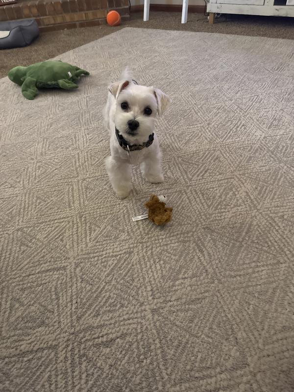 Small toy bear in front of charlie!!