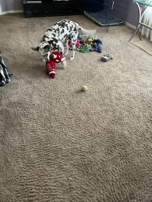 Penny and Her New Valentine Plush