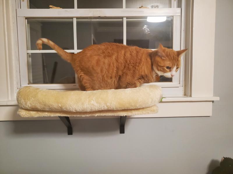 FRISCO Plush Cat Window Perch with Removable Bolster