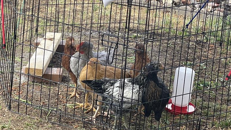 Chicks enjoying supervised outside time while their coop & run are being built!