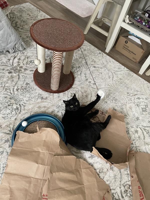Bella loves her boxes and packing paper