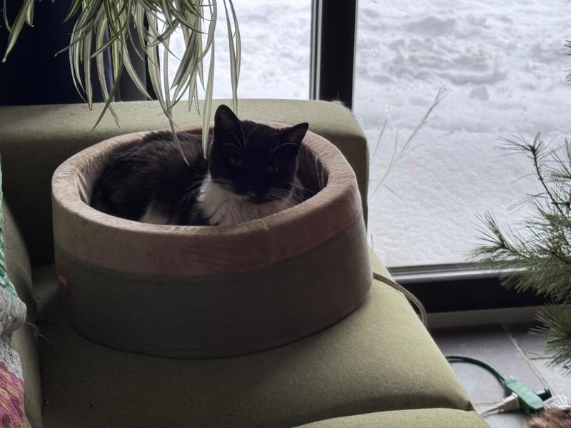 Nacho loves his heated bed!