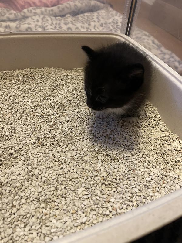 My 4.5 week old foster kitty Pine learning how to use the litter box
