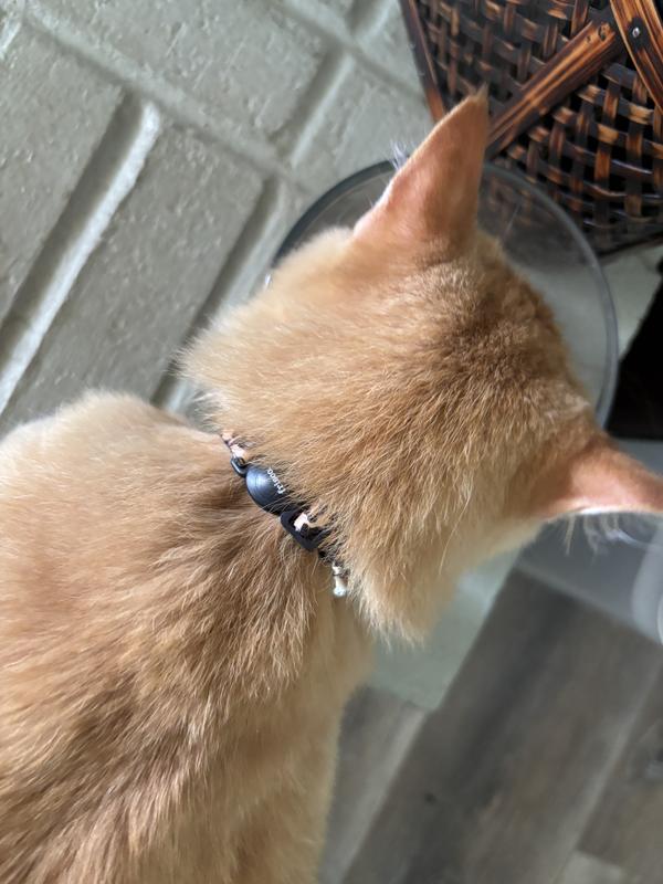 Peaches and her Frisco break-away collar.
