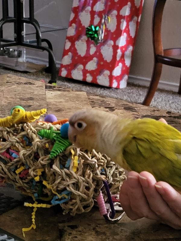 A very happy bird