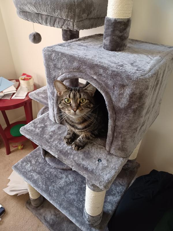 This was taken about a week after I had put the cat tree together.