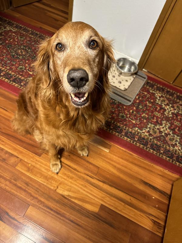 Molly waiting to eat her Badlands food