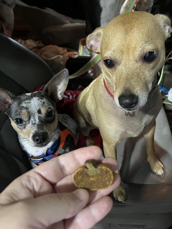 Will sit for treats!