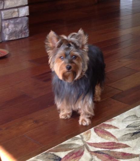 Abby is our 4 year old 9 lb Yorkie