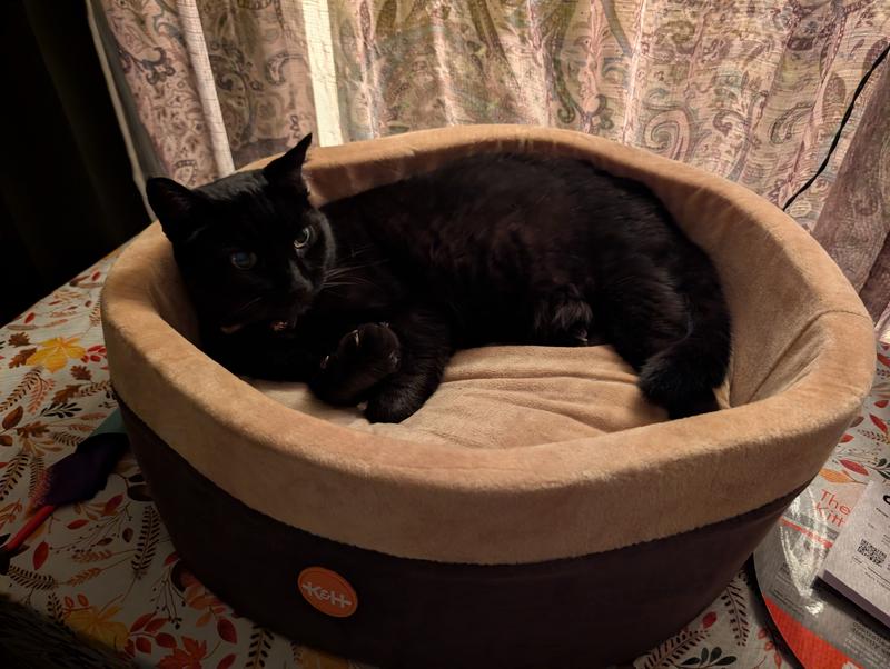 For reference, Midnight is a little on the smaller side for American shorthairs.