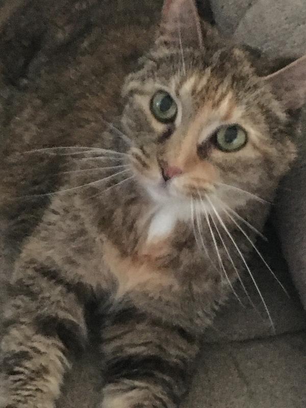 Goldie happy after eating her ZEAL dinner