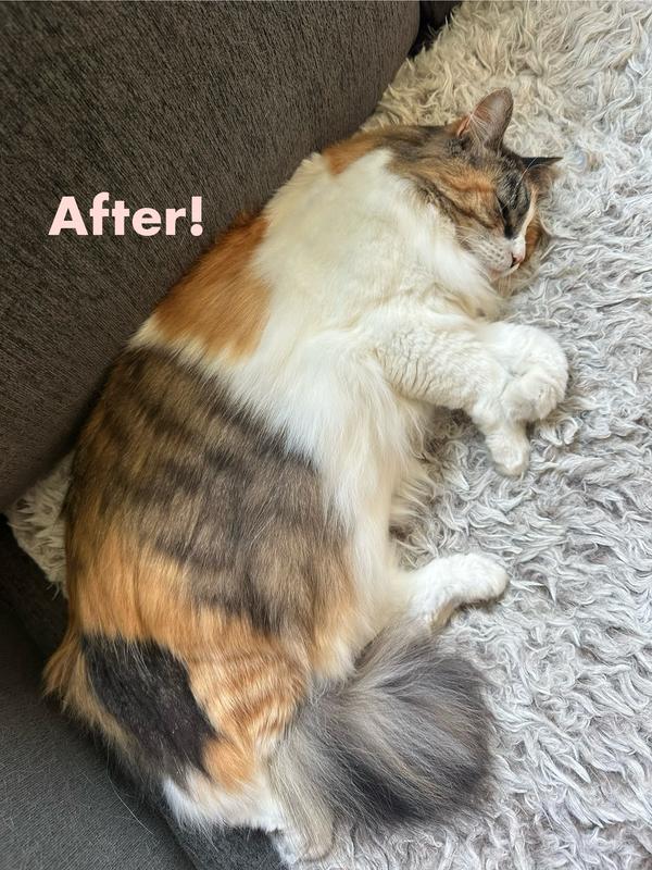 After! She was purring and making air biscuits as I brushed the conditioner through her fur.