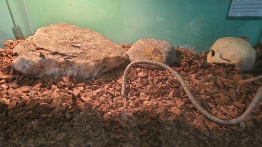 Skink is completely buried in bedding.