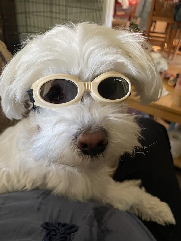 how are doggles measured