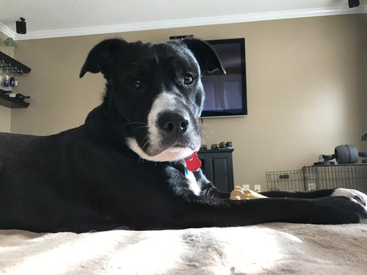 Our new Sweet baby Bella