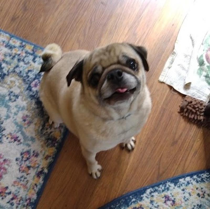 Eager girl waiting for her treat.