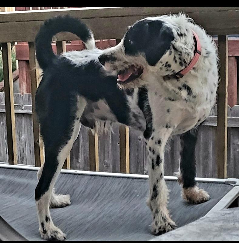 Our foster dog, Oreo is young Bernedoodle-Dalmatian Mix