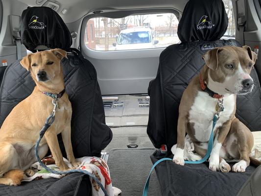 Meadowlark XL Premium Hammock Dog Car Seat Cover Back Seat, Dog Cover Car Seat  Protector, Non-Slip, Dog Stuff, Anti Shock, Water Repellant, Pet Car Seat  Cover for Dogs w/ Seat Belt 