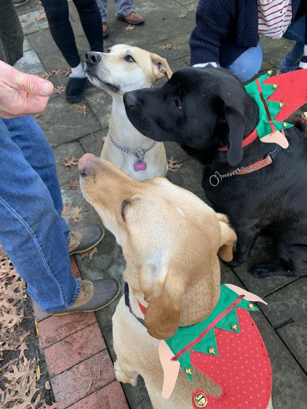 Waiting for a treat at their annual holiday party!