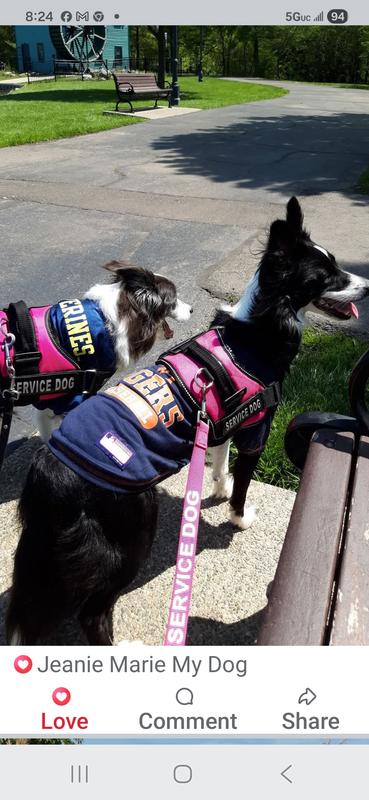 My 2 Border Collie Service Dogs Jeanie Marie and Nicole Jean!