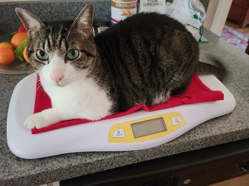 Z92.5 - This is the only cat weight scale we are allowed to recognize from  now on.