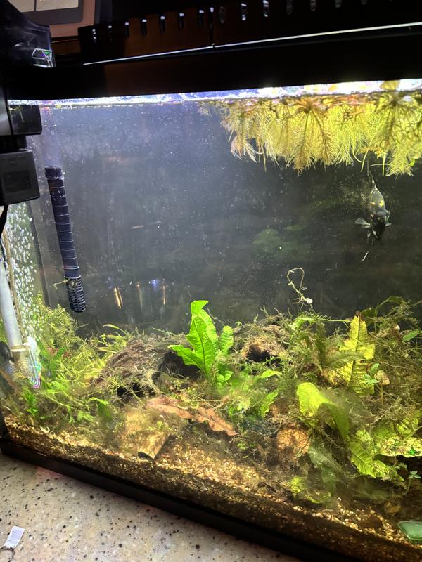 So clear. Even the tannins are being filtered out from the wood.